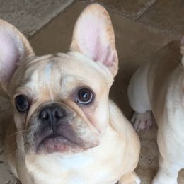 French Bulldogs from Halo Hand Frenchies