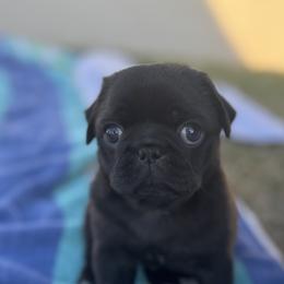 Pug Puppies from Jacobson’s Sassy Pugs