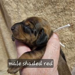 Boy 4-White Collar - Red male Dachshund puppy in La Pine, Oregon from Lil Deschutes