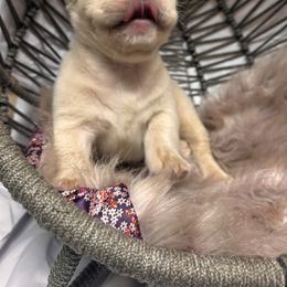French Bulldog Puppies from SoCalFamilyFrenchies, Doodles and more