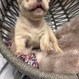 French Bulldog Puppies from SoCalFamilyFrenchies, Doodles and more