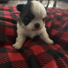 Tinsel - Black and white female Chihuahua puppy in Breese, Illinois from Casey's Chihuahuas