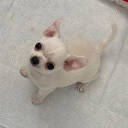 Tico - Cream and white male Chihuahua puppy in Miami, Florida from GioVel Chihuahua and Italian greyhounds