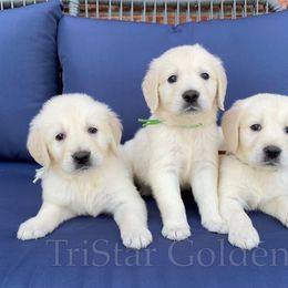 Golden Retriever Puppies from TriStar Goldens