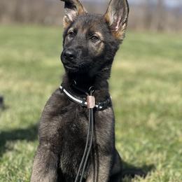 German Shepherd Puppies from North Mountain Kennels