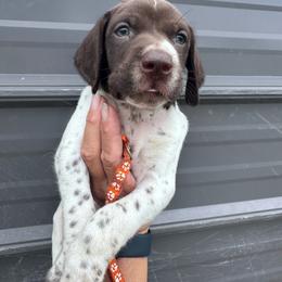 Orange - Liver and white male German Shorthaired Pointer puppy in Newton Grove, North Carolina from Wayalife Labradors & Gsp’s