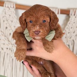 Sage - Cream female Goldendoodle puppy in Norcross, Georgia from Teddy Puppies