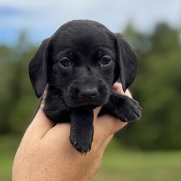 Coco - Black female Dachshund puppy in Delano, Tennessee from Olive Branch Acres