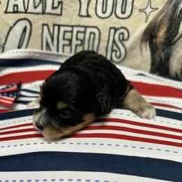 Queen Victoria of A Royal Havanese Court Tori - Black and tan brindle female Havanese puppy in North Richland Hills, Texas from A Royal Havanese Court