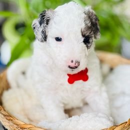 Captain - Merle Sheepadoodle puppy in Knoxville, Tennessee from Fleury Farm Doodles TN