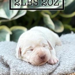 India - Yellow female Labrador Retriever puppy in Puyallup, Washington from 12 Door Farm Labradors