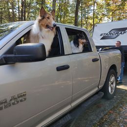 Tazzie - Collie