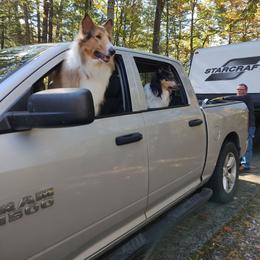 Tazzie - Collie