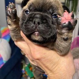 French Bulldog Puppies from Frenchie of New York