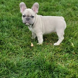 French Bulldog Puppies from Kelly's Fabulous Frenchies
