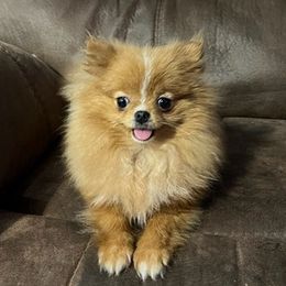 French Bulldogs and Pomeranians from P3 POM’S AND PUPPIES