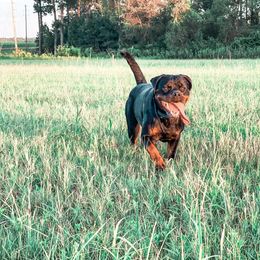 Rottweiler Puppies from Bronx Von Bridges Rottweilers