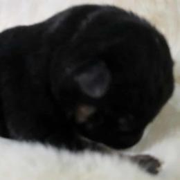 Male 2 - Black and tan male German Shepherd puppy in Ann Arbor, Michigan from Von Der Havier German Shepherds