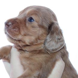 Langley - Dapple female Dachshund puppy in Stockton, California from Wiggles & Wags Dachshund's