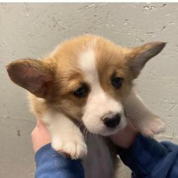 Donut - Sable female Pembroke Welsh Corgi puppy in Shelley, Idaho from Whistling Wind Corgi’s