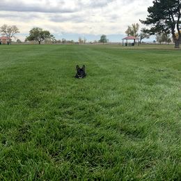 French Bulldog All Grown Up from Frenchie & Co.