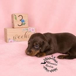 Girl 1 - Chocolate and tan female Dachshund puppy in Valrico, Florida from Bloomin Doxies