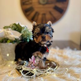 Topaz (Mini Shop and Hocus Pocus Lineage) - Black and tan female Yorkshire Terrier puppy in Pittsburg, California from Crystal Garden Yorkies