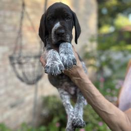 Kingston - Liver roan male German Shorthaired Pointer puppy in Richmond, Texas from Southern Star GSP/Stern des Südens