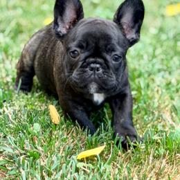 Reno - Brindle male French Bulldog puppy in Washington, Pennsylvania from Crooked Pine French Bulldogs