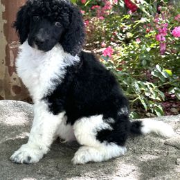 Poodle Puppies from Aura & Luxe Poodles