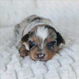 Girl 2 (Pink) - Blue merle female Australian Shepherd puppy in Yakima, Washington from Naches Heights Ranch