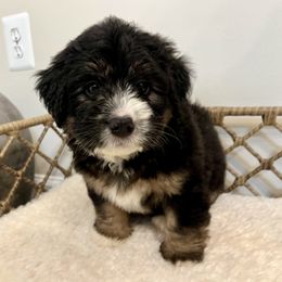 Hester - female Australian Mountain Doodle puppy in Culpeper, Virginia from Hazel River Doodles