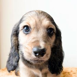 Ranger 3750 - Cream male Dachshund puppy in Sylvania, Alabama from Yancey’s Doxies