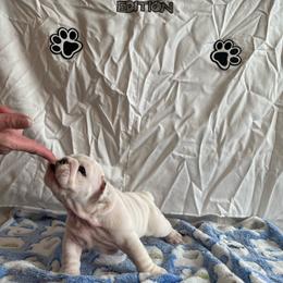 Buddy Boy - White male Bulldog puppy in Tremonton, Utah from Snuggle Pups
