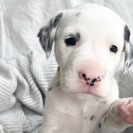Honey LUA - White black and tan Dalmatian puppy in Franklin, Tennessee from Gentry’s Dalmatians