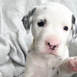 Honey LUA - White black and tan Dalmatian puppy in Franklin, Tennessee from Gentry’s Dalmatians