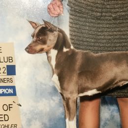 PIPER - Rat Terrier