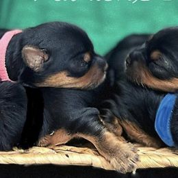 Yorkshire Terriers from Yorkie's by Bella