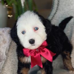 Ruby - Tri-color female Bernedoodle puppy in West Jordan, Utah from Doodles Friend