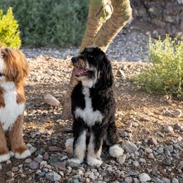 Bernedoodle, Goldendoodle, and Golden Mountain Doodle Puppies from Sonoran Standard Doodles