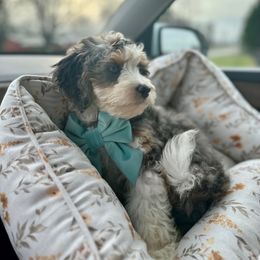 Bernedoodle Puppies from Peach & Pawmetto Doodles
