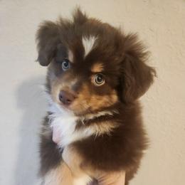 Sienna - Red tri-color female Miniature American Shepherd puppy in Bristol, Tennessee from Riverstone Aussies