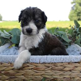 Shadow - Sable male Bordoodle puppy in Ashland, Ohio from Cherry Blossom Doodles