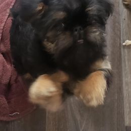 Brussels Griffon Puppies from Jeanette Williams