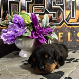 G1 (lavender collar) - Black and rust female Rottweiler puppy in Grand Rapids, Michigan from Rott-Squad Kennels