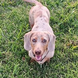 Buckshot - Fawn (isabella) and tan male Dachshund puppy in Krum, Texas from Dots N Spots Dachshunds