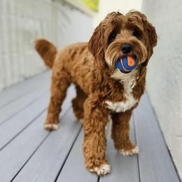 Bernedoodles, Cavapoos, and Goldendoodles from Doodle Amore