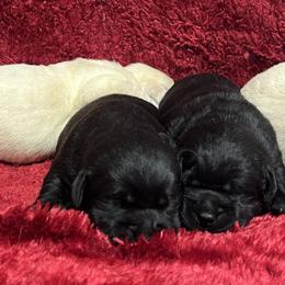 Black Female 1st pick - Black female Labrador Retriever puppy in Beaverdam, Virginia from Gold Heart Labradors