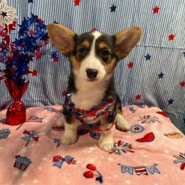 Bashful - Red female Pembroke Welsh Corgi puppy in Barstow, California from Caldwell’s Corgis of Southern California