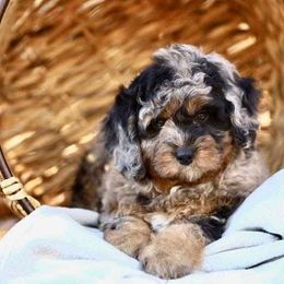 Aussiedoodles, Goldendoodles, and Poodles from High Point Poodles and Doodles